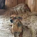 Подробнее об объявлении «Пропала собака самоед и той терьер Смоленск» Фото: пропала собака Самоедская лайка «Пропала собака самоед и той терьер Смоленск» в г. Смоленск