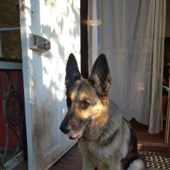 Подробнее об объявлении «Пропала собака Санкт-Петербург» Фото: пропала собака Восточно-европейская овчарка «Пропала собака Санкт-Петербург» в г. Санкт-Петербург