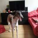 Подробнее об объявлении «Омск Пропала собака» Фото: пропала собака Русская псовая борзая «Омск Пропала собака» в г. Омск