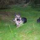 Подробнее об объявлении «Пропала собака кобель Санкт-Петербург» Фото: пропала собака  «Пропала собака кобель Санкт-Петербург» в г. Санкт-Петербург