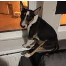 Подробнее об объявлении «Пропала собака кобель мини бультерьер центральный районе Санкт-Петербург» Фото: пропала собака Бультерьер «Пропала собака кобель мини бультерьер...» в г. Санкт-Петербург