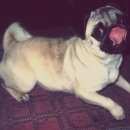 Подробнее об объявлении «Гдов Пропала собака» Фото: пропала собака Мопс «Гдов Пропала собака» в г. Гдов