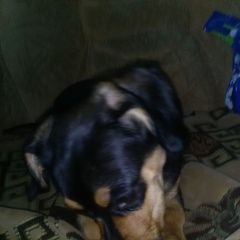 Подробнее об объявлении «Бердск Пропала собака» Фото: пропала собака  «Бердск Пропала собака» в г. Бердск