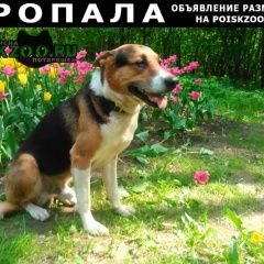 Подробнее об объявлении «Пропала собака кобель метис гончей с овчаркой район коньково Москва» Фото: пропала собака  «Пропала собака кобель метис гончей с овчаркой...» в г. Москва