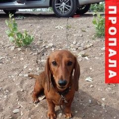 Подробнее об объявлении «Самара Пропала собака» Фото: пропала собака Такса «Самара Пропала собака» в г. Самара