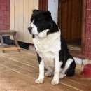 Подробнее об объявлении «Пропала собака среднеазиатская овчарка Большое Село» Фото: пропала собака Среднеазиатская овчарка «Пропала собака среднеазиатская овчарка Большое...» в г. Большое Село