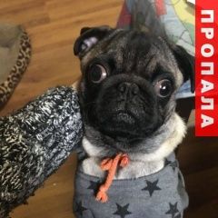 Подробнее об объявлении «Пропала собака кобель щенок  Краснодар» Фото: пропала собака Мопс «Пропала собака кобель щенок  Краснодар» в г. Краснодар