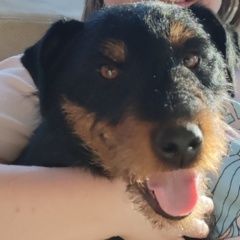 Подробнее об объявлении «Пропала собака кобель ягдтерьер Палкино» Фото: пропала собака Ягд-терьер «Пропала собака кобель ягдтерьер Палкино» в г. Палкино