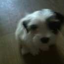 Подробнее об объявлении «Керчь Пропала собака кобель» Фото: пропала собака Йоркширский терьер «Керчь Пропала собака кобель» в г. Керчь