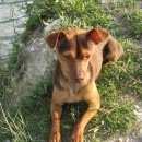 Подробнее об объявлении «Симферополь Пропала собака кобель» Фото: пропала собака Карликовый пинчер «Симферополь Пропала собака кобель» в г. Симферополь