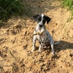 Подробнее об объявлении «Пропала собака, сука, юкки Гусь Железный» Фото: пропала собака  «Пропала собака, сука, юкки Гусь Железный» в г. Гусь Железный