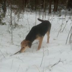 Подробнее об объявлении «Пропала собака русская гончая Егорьевск» Фото: пропала собака  «Пропала собака русская гончая Егорьевск» в г. Егорьевск