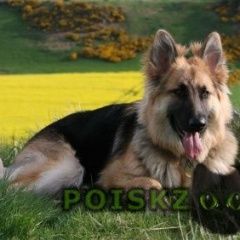 Подробнее об объявлении «Пропала собака немецкая овчарка Тула» Фото: пропала собака Немецкая овчарка «Пропала собака немецкая овчарка Тула» в г. Тула