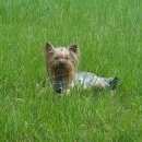 Подробнее об объявлении «Пропала собака помогите найти нашу девочку Симферополь» Фото: пропала собака Йоркширский терьер «Пропала собака помогите найти нашу девочку...» в г. Симферополь