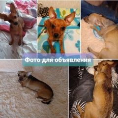Подробнее об объявлении «Екатеринбург Пропала собака той-терьер (девочка)» Фото: пропала собака Той-терьер «Екатеринбург Пропала собака той-терьер (девочка)» в г. Екатеринбург