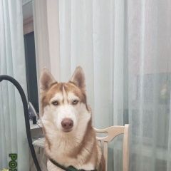 Подробнее об объявлении «Пропала собака кобель сибирской хаски Калач-на-Дону» Фото: пропала собака Сибирская хаски «Пропала собака кобель сибирской хаски...» в г. Калач-на-Дону