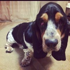 Подробнее об объявлении «Подольск Пропала собака кобель бассет-хаунд» Фото: пропала собака Бассет-хаунд «Подольск Пропала собака кобель бассет-хаунд» в г. Подольск