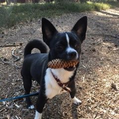 Подробнее об объявлении «Пропала собака кобель Санкт-Петербург» Фото: пропала собака Чихуахуа «Пропала собака кобель Санкт-Петербург» в г. Санкт-Петербург