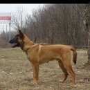 Подробнее об объявлении «Яхрома Пропала собака кобель» Фото: пропала собака >  Бельгийская овчарка (грюнендаль,  малинуа, тервюрен) «Яхрома Пропала собака кобель» в г. Яхрома