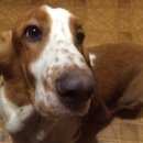 Подробнее об объявлении «Самара Пропала собака кобель» Фото: пропала собака Блад-хаунд «Самара Пропала собака кобель» в г. Самара