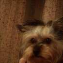 Подробнее об объявлении «Пропала собака йорк, девочка 2года, спб Санкт-Петербург» Фото: пропала собака Йоркширский терьер «Пропала собака йорк, девочка 2года, спб...» в г. Санкт-Петербург