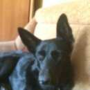 Подробнее об объявлении «Пропала собака Санкт-Петербург» Фото: пропала собака Немецкая овчарка «Пропала собака Санкт-Петербург» в г. Санкт-Петербург