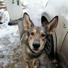 Подробнее об объявлении «Пропала собака кобель друг Сергиев Посад» Фото: пропала собака  «Пропала собака кобель друг Сергиев Посад» в г. Сергиев Посад