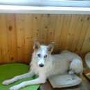 Подробнее об объявлении «Пропала собака г. -й микр. возле леса. Зеленоград» Фото: пропала собака  «Пропала собака г. -й микр. возле леса. Зеленоград» в г. Зеленоград