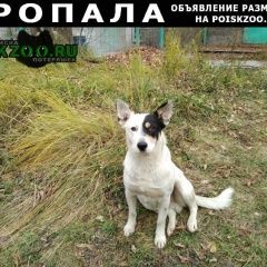 Подробнее об объявлении «Пропала собака кобель Москва» Фото: пропала собака  «Пропала собака кобель Москва» в г. Москва