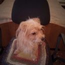 Подробнее об объявлении «Пропала собака кобель Йошкар-Ола» Фото: пропала собака  «Пропала собака кобель Йошкар-Ола» в г. Йошкар-Ола