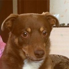 Подробнее об объявлении «Пропала собака кобель Уфа» Фото: пропала собака  «Пропала собака кобель Уфа» в г. Уфа