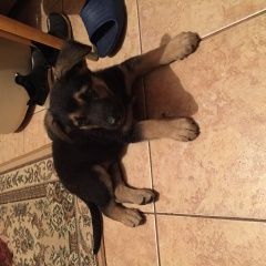 Подробнее об объявлении «Пропала собака кобель щенок Дмитров» Фото: пропала собака Немецкая овчарка «Пропала собака кобель щенок Дмитров» в г. Дмитров