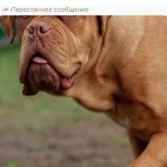 Подробнее об объявлении «Пропала собака надо лечить Сочи» Фото: пропала собака Бордоский дог «Пропала собака надо лечить Сочи» в г. Сочи