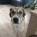 Подробнее об объявлении «Тюмень Пропала собака» Фото: пропала собака Среднеазиатская овчарка «Тюмень Пропала собака» в г. Тюмень