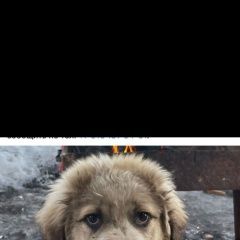 Подробнее об объявлении «Пропала собака кобель порода алабай Королев» Фото: пропала собака  «Пропала собака кобель порода алабай Королев» в г. Королев