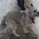 Подробнее об объявлении «Пушкино Пропала собака седовато белая, уши стоячие» Фото: пропала собака  «Пушкино Пропала собака седовато белая, уши стоячие» в г. Пушкино