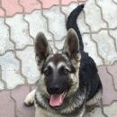 Подробнее об объявлении «Пропала собака кобель Самара» Фото: пропала собака Восточно-европейская овчарка «Пропала собака кобель Самара» в г. Самара