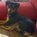 Подробнее об объявлении «Челябинск Пропала собака кобель помогите, очень скучаем» Фото: пропала собака Той-терьер «Челябинск Пропала собака кобель помогите, очень...» в г. Челябинск