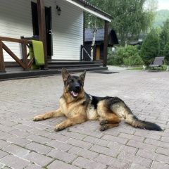 Подробнее об объявлении «Красноярск Пропала собака кобель» Фото: пропала собака Немецкая овчарка «Красноярск Пропала собака кобель» в г. Красноярск