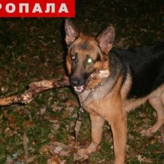 Подробнее об объявлении «Пропала собака кобель Краснодар» Фото: пропала собака Немецкая овчарка «Пропала собака кобель Краснодар» в г. Краснодар