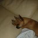 Подробнее об объявлении «Омск Пропала собака кобель» Фото: пропала собака Чихуахуа «Омск Пропала собака кобель» в г. Омск