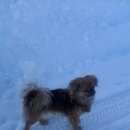 Подробнее об объявлении «Ижевск Пропала собака помогите найти собаку» Фото: пропала собака Пекинес «Ижевск Пропала собака помогите найти собаку» в г. Ижевск