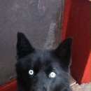 Подробнее об объявлении «Пропала собака кобель Харьков» Фото: пропала собака Сибирская хаски «Пропала собака кобель Харьков» в г. Харьков