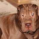 Подробнее об объявлении «Воронеж Пропала собака кобель срочно помощь» Фото: пропала собака Шар-пей «Воронеж Пропала собака кобель срочно помощь» в г. Воронеж