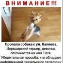 Подробнее об объявлении «Ильинский (Московская обл.) Пропала собака девочка йоркширского терьера» Фото: пропала собака Йоркширский терьер «Ильинский (Московская обл.) Пропала собака...» в г. Ильинский (Московская обл.)