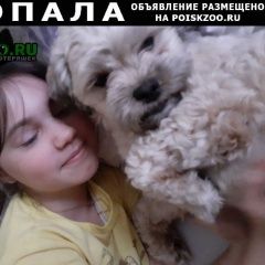 Подробнее об объявлении «Тольятти Пропала собака моя принцесска, кличкамилен» Фото: пропала собака Ши-тцу «Тольятти Пропала собака моя принцесска,...» в г. Тольятти
