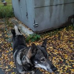 Подробнее об объявлении «Пропала собака кобель Кедровка» Фото: пропала собака Западно-сибирская лайка «Пропала собака кобель Кедровка» в г. Кедровка