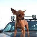 Подробнее об объявлении «Тула Пропала собака той-терьер, девочка» Фото: пропала собака Русский той-терьер «Тула Пропала собака той-терьер, девочка» в г. Тула