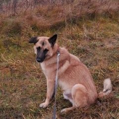 Подробнее об объявлении «Колпино Пропала собака кобель по кличке дик» Фото: пропала собака  «Колпино Пропала собака кобель по кличке дик» в г. Колпино