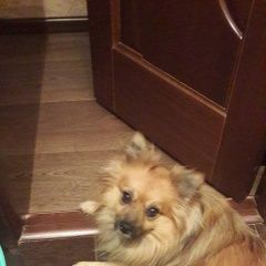 Подробнее об объявлении «Оренбург Пропала собака кобель шпиц малый немецкий» Фото: пропала собака Немецкий шпиц «Оренбург Пропала собака кобель шпиц малый немецкий» в г. Оренбург